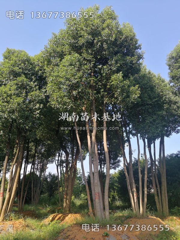 丛生香樟