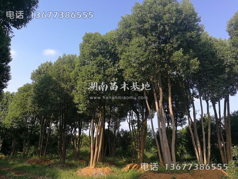丛生香樟