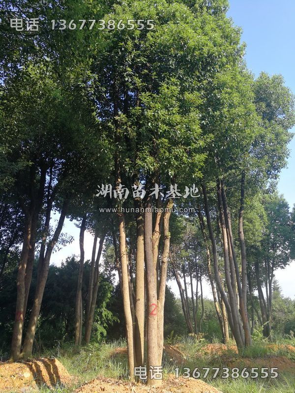 丛生香樟