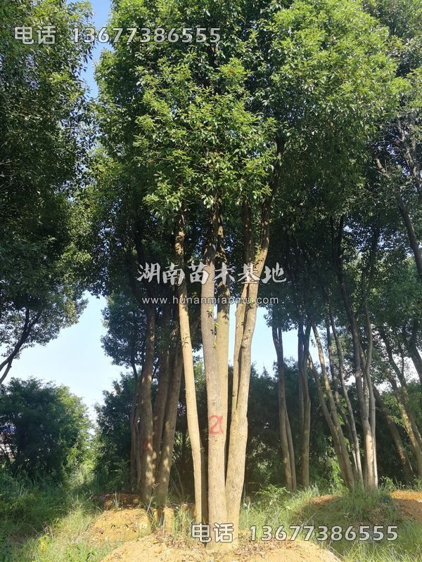 丛生樟树