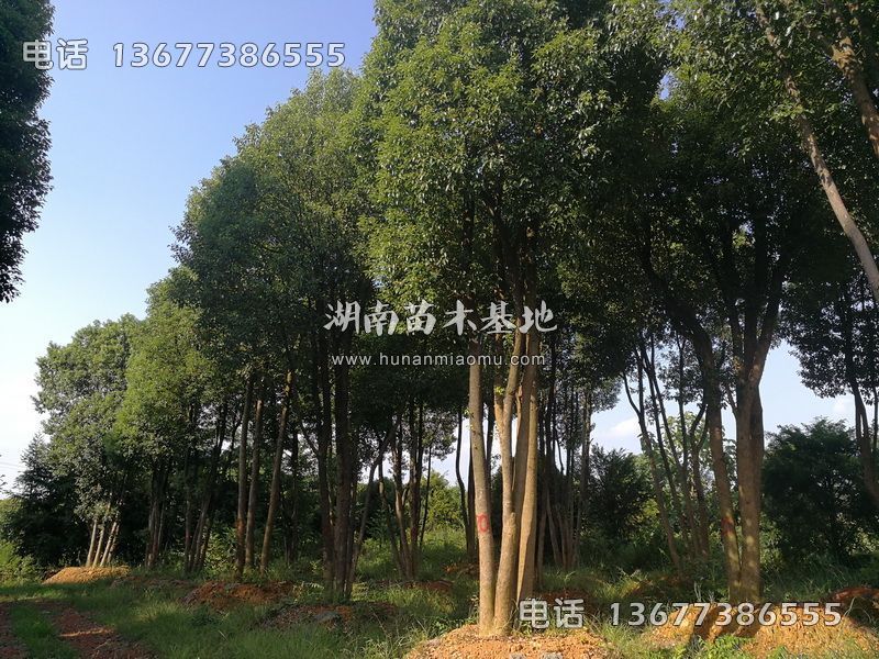丛生香樟