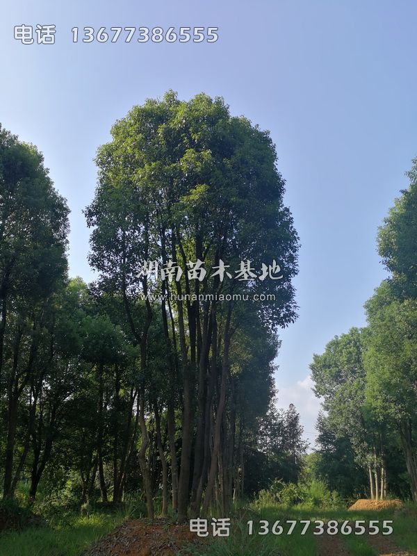 丛生香樟