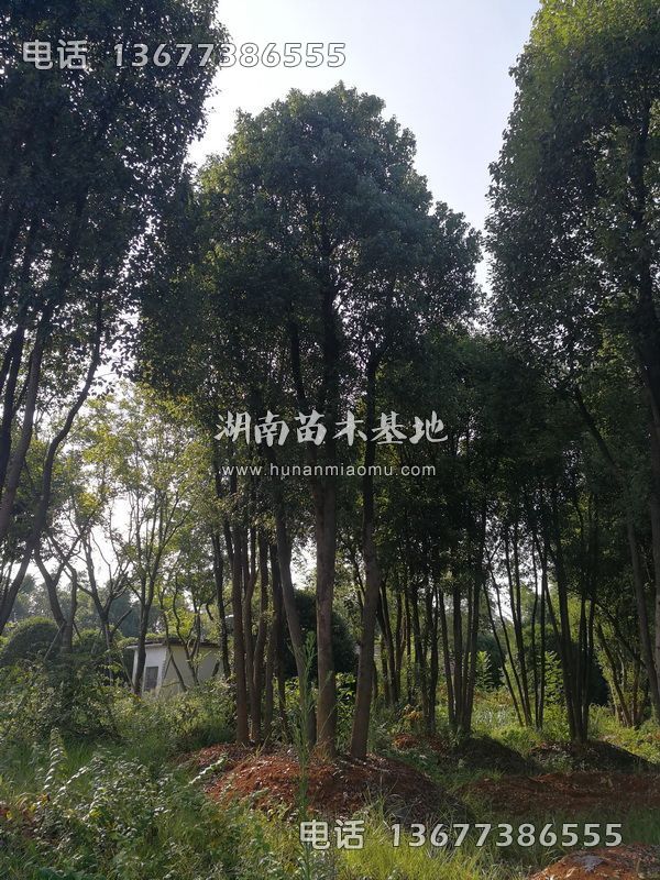 丛生樟树