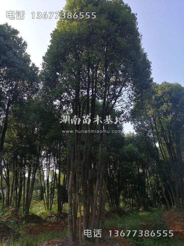 丛生樟树