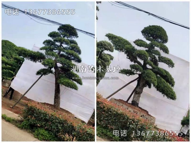异形飘枝罗汉松
